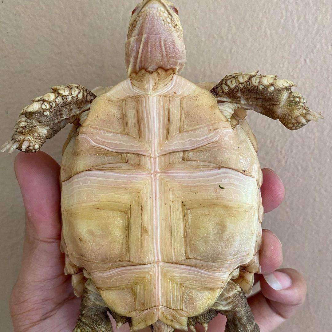 Albino Sulcata (Geochelone Sulcata)