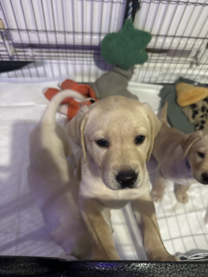 Reinrassige Labrador Retriever Welpen abzugeben