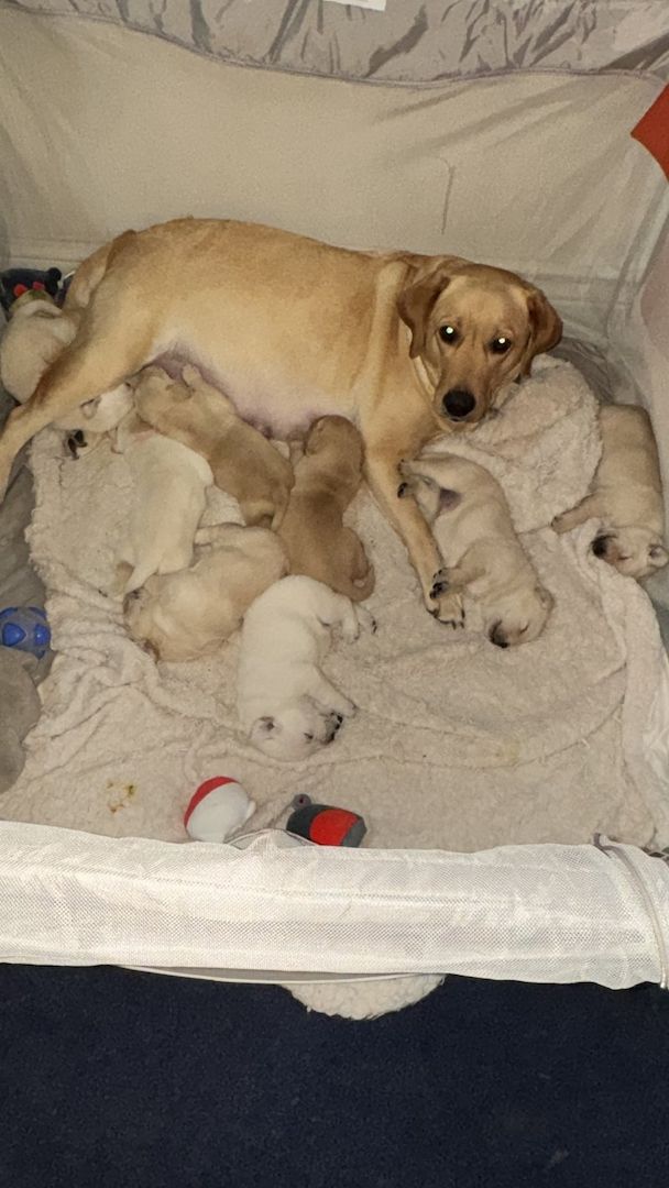 Reinrassige Labrador Retriever Welpen abzugeben