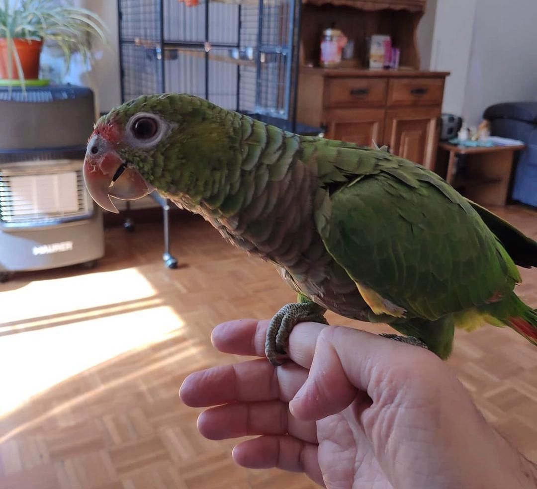 Продаются два амазонских попугая