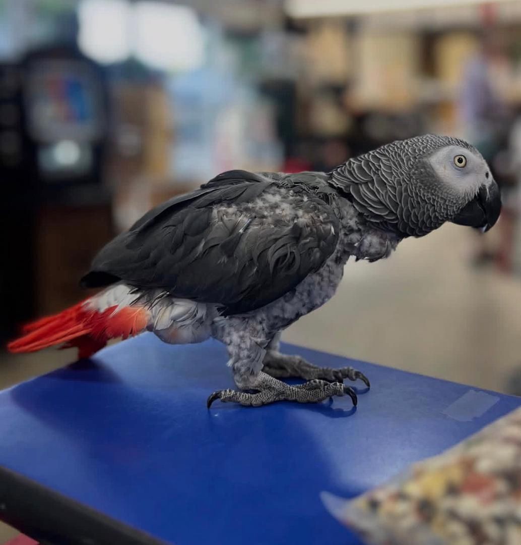 Африканские серые попугаи на продажу