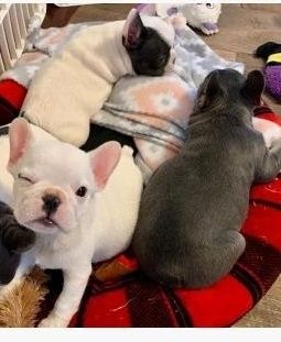 Französische Bulldogge Welpen
