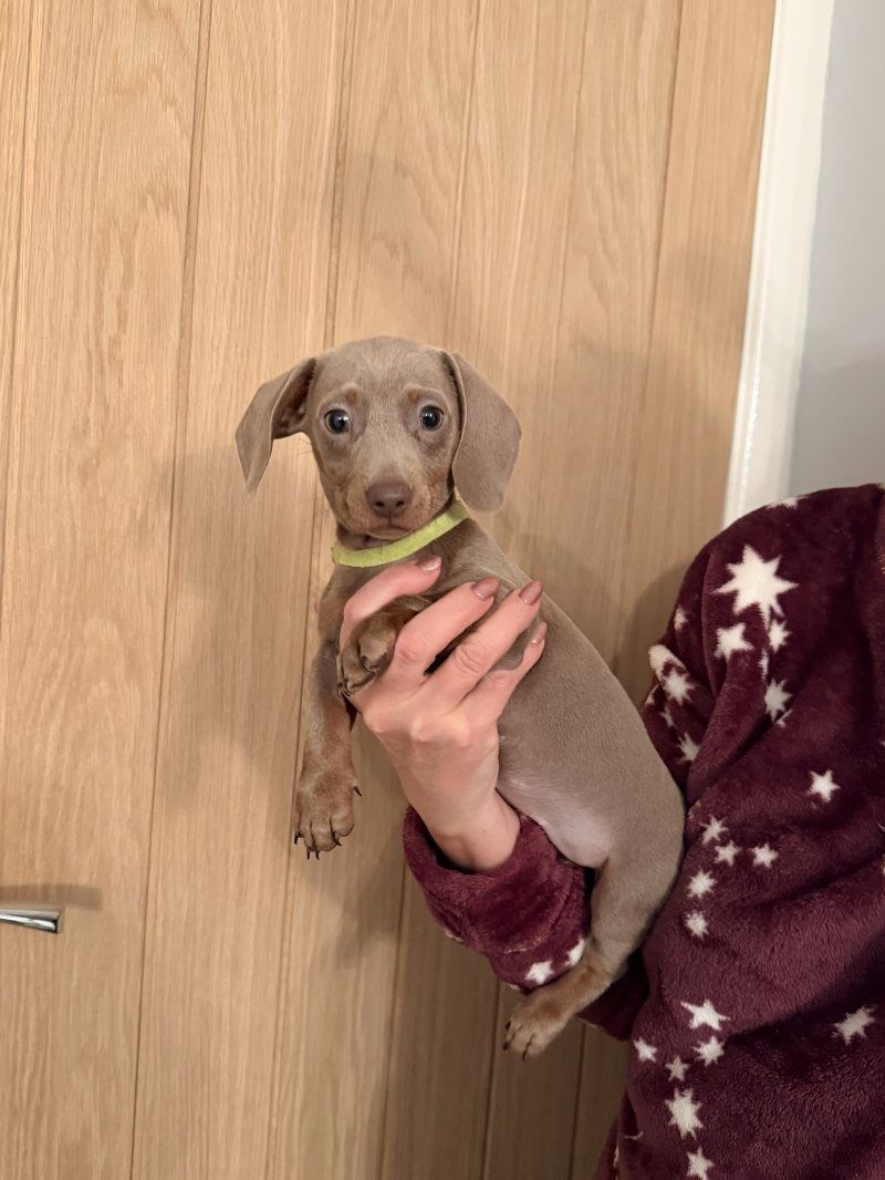 Kurzhaarige Zwergdackel