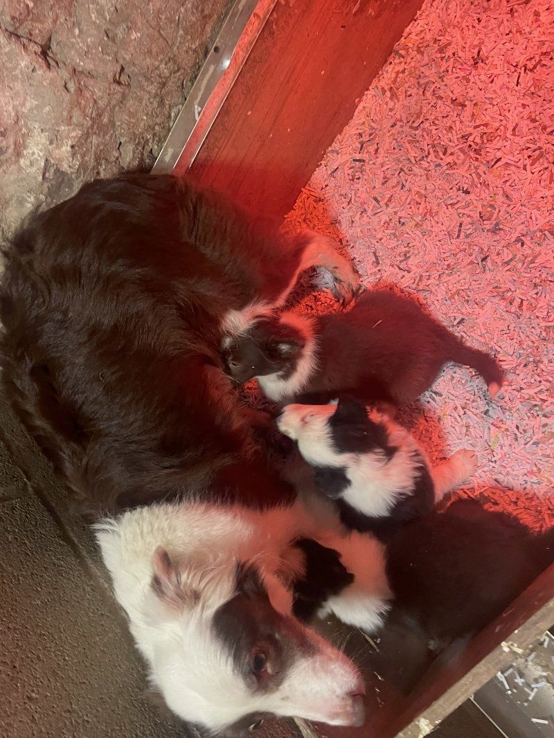 Border-Collie-Welpen zu verkaufen