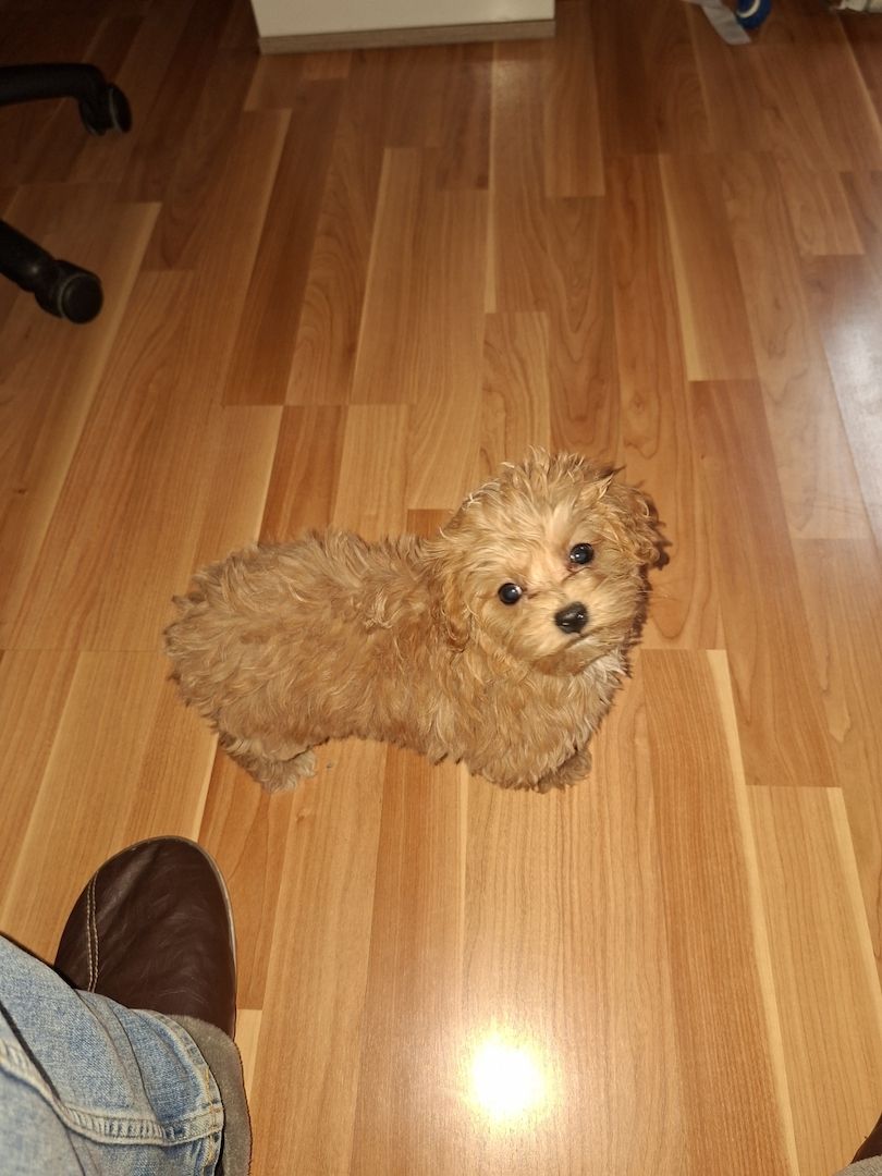 Zuckersüßer Maltipoo-Welpin zu verkaufen