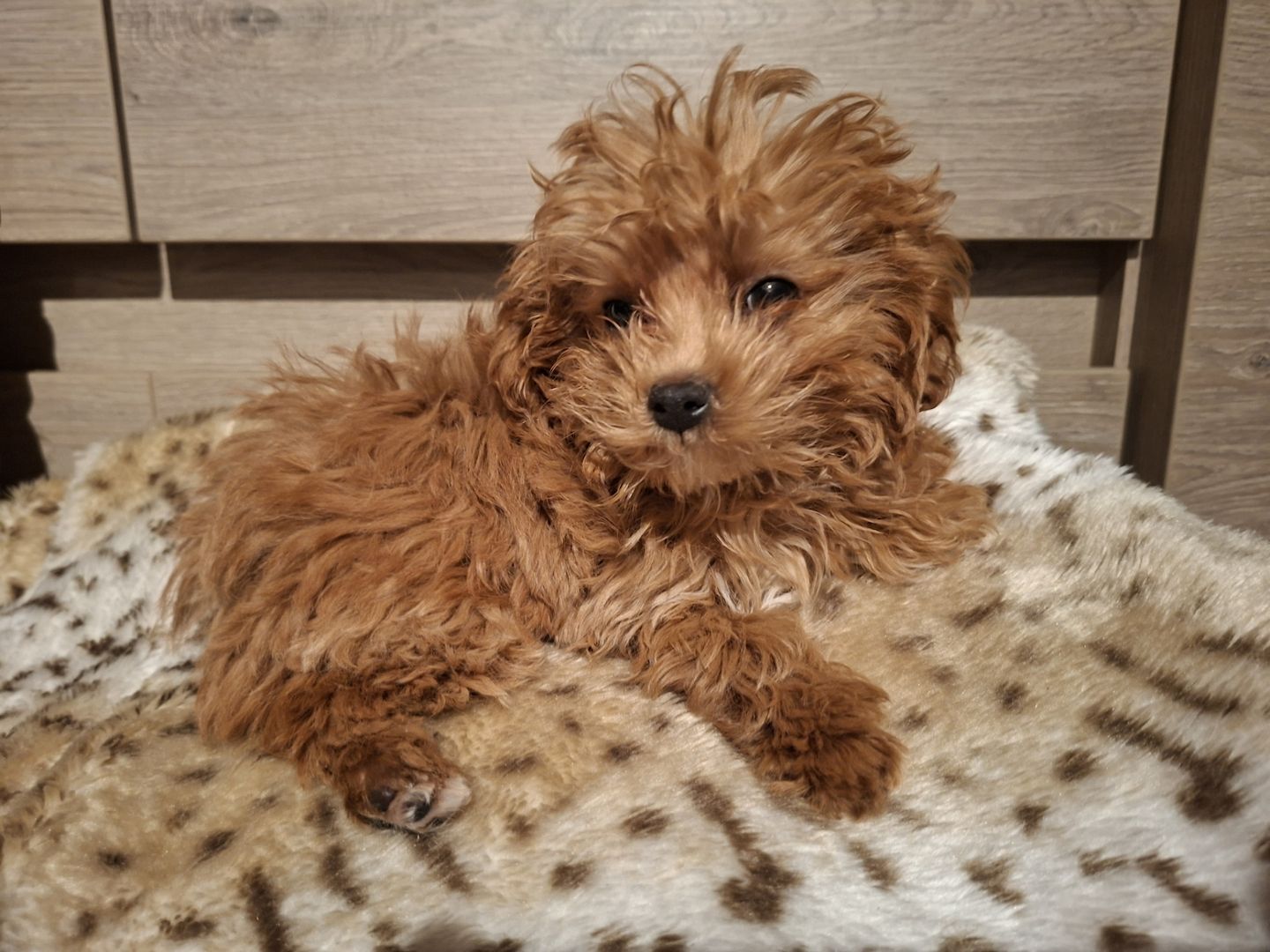 Zuckersüßer Maltipoo-Welpin zu verkaufen