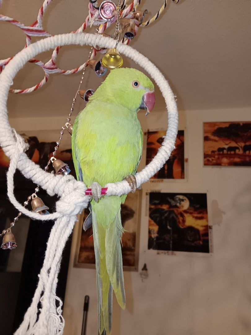 Gebe einen jungen Halsbandsittich ab