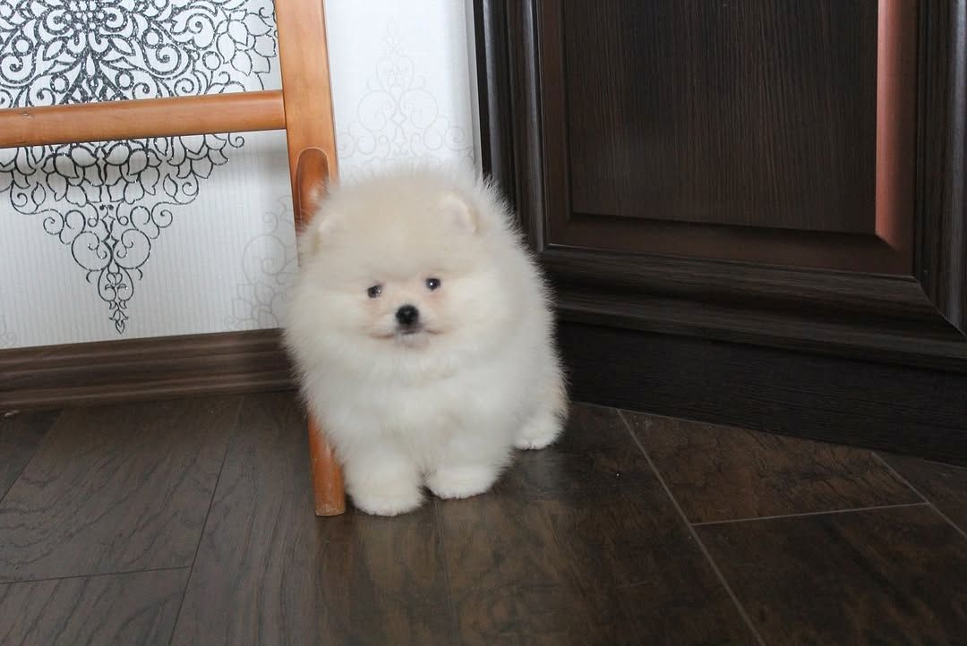 Pomeranian Spitz