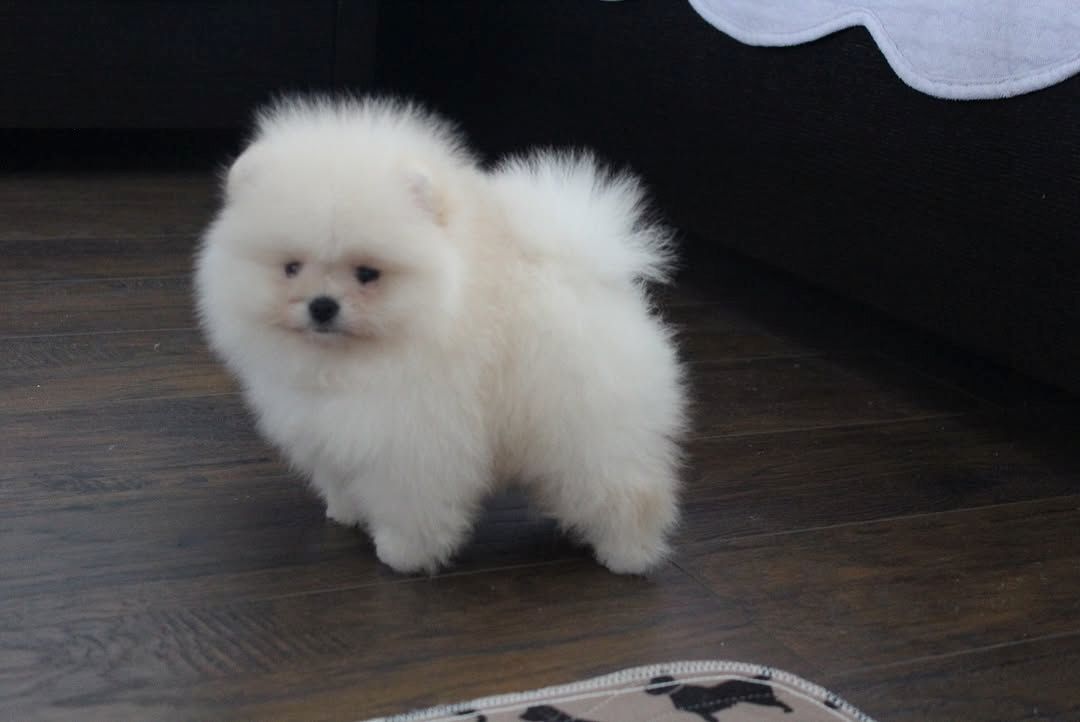 Pomeranian Spitz