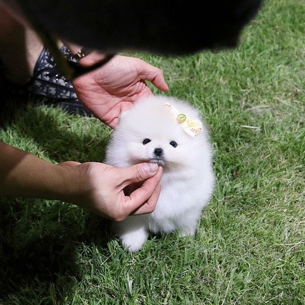 Hallo Pomeranian Welpen