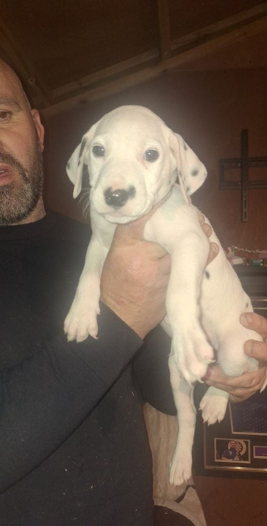 Vier Dalmatinerwelpen suchen ein neues Zuhause.