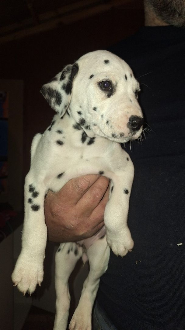 Vier Dalmatinerwelpen suchen ein neues Zuhause.