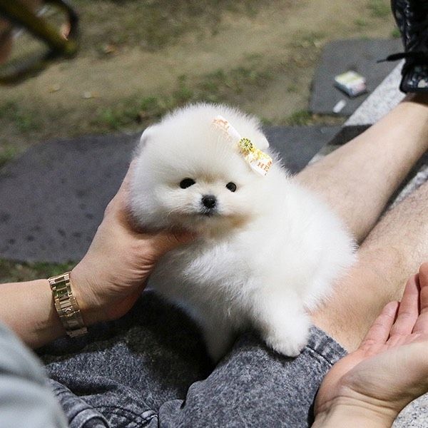 Pomeranian Spitz