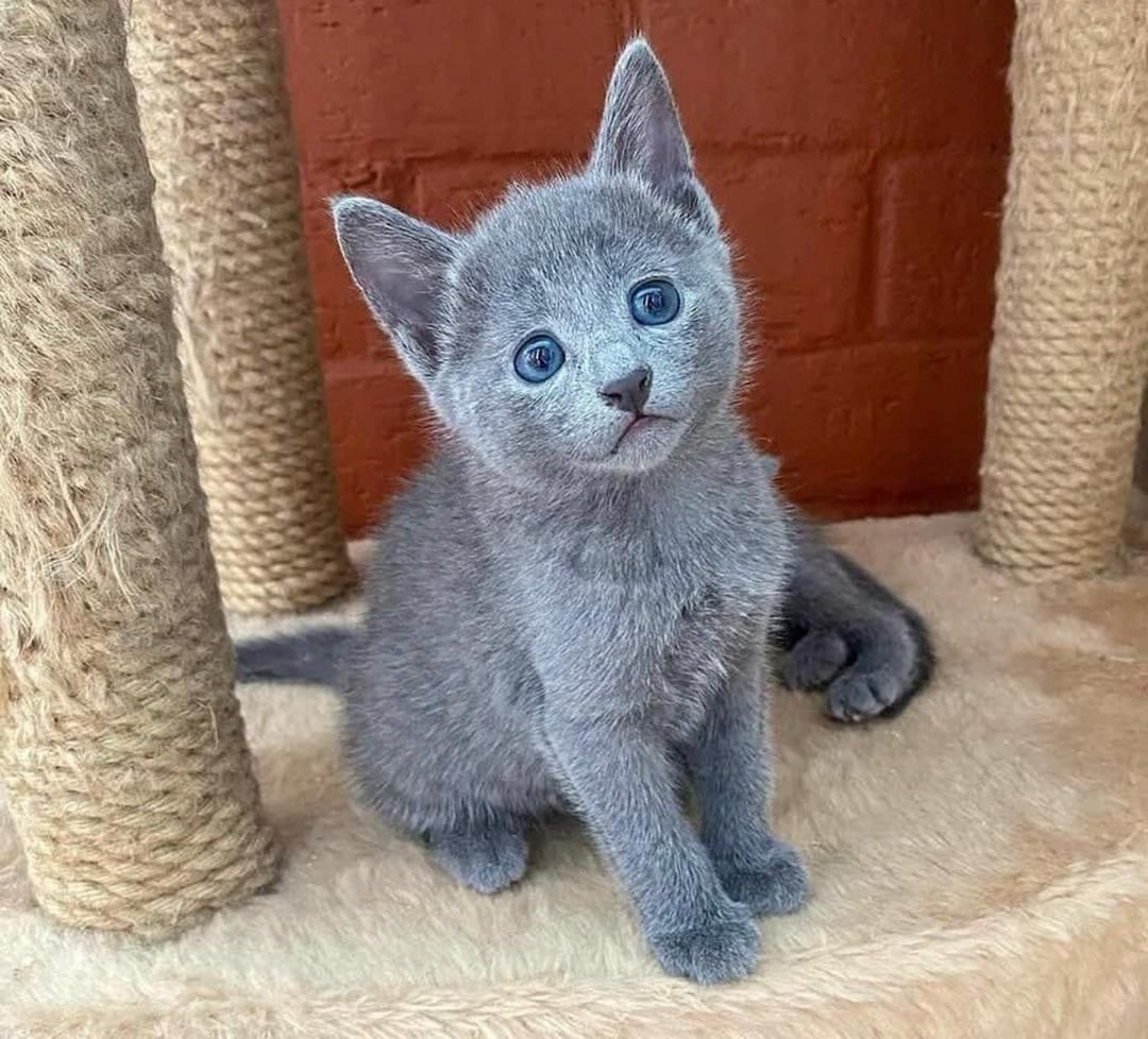 Russisch Blau Kätzchen zu verkaufen