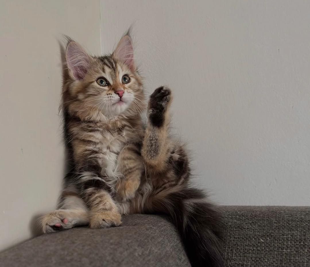 Norwegische Waldkatze (weiblich)