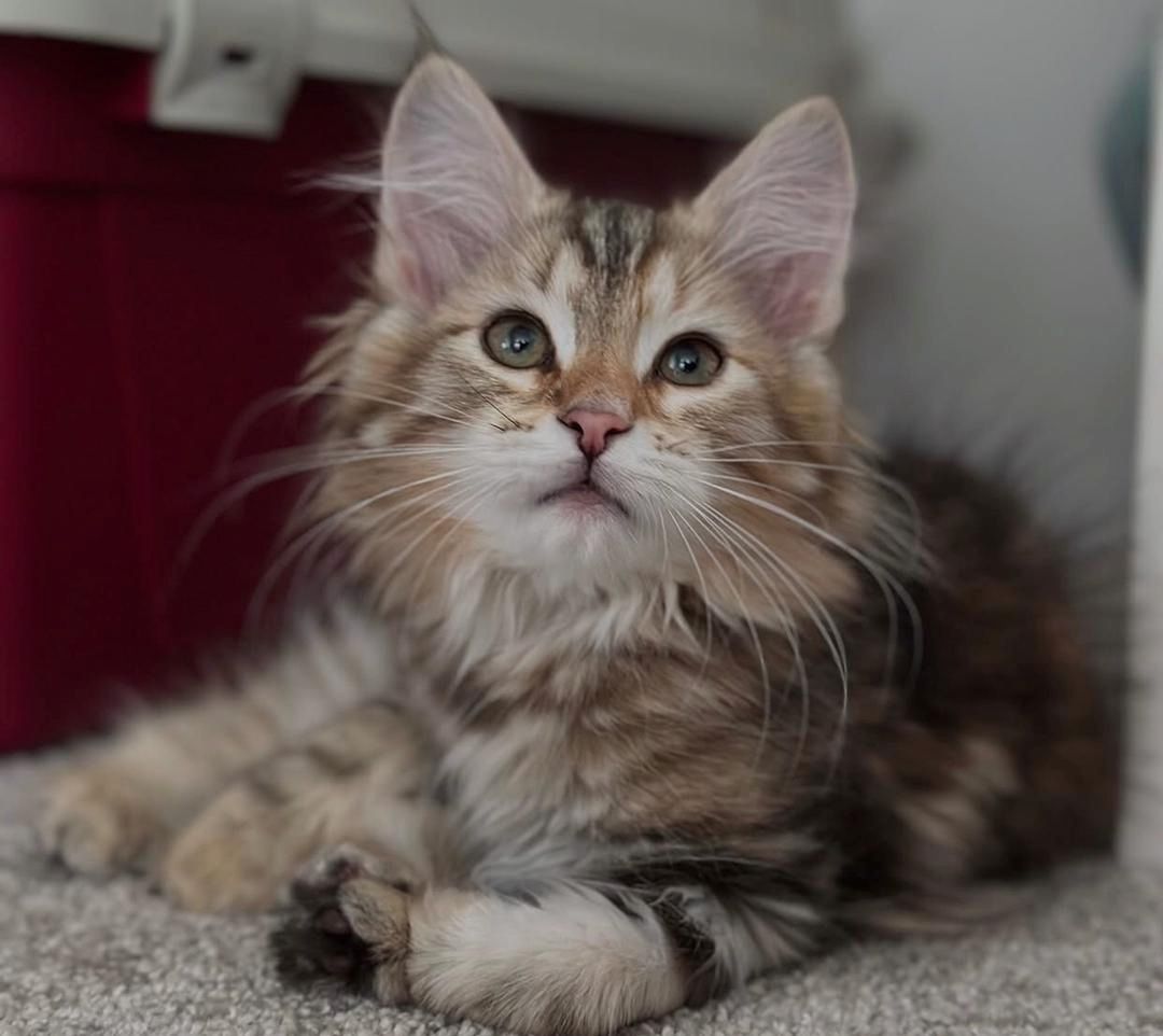 Norwegische Waldkatze (weiblich)