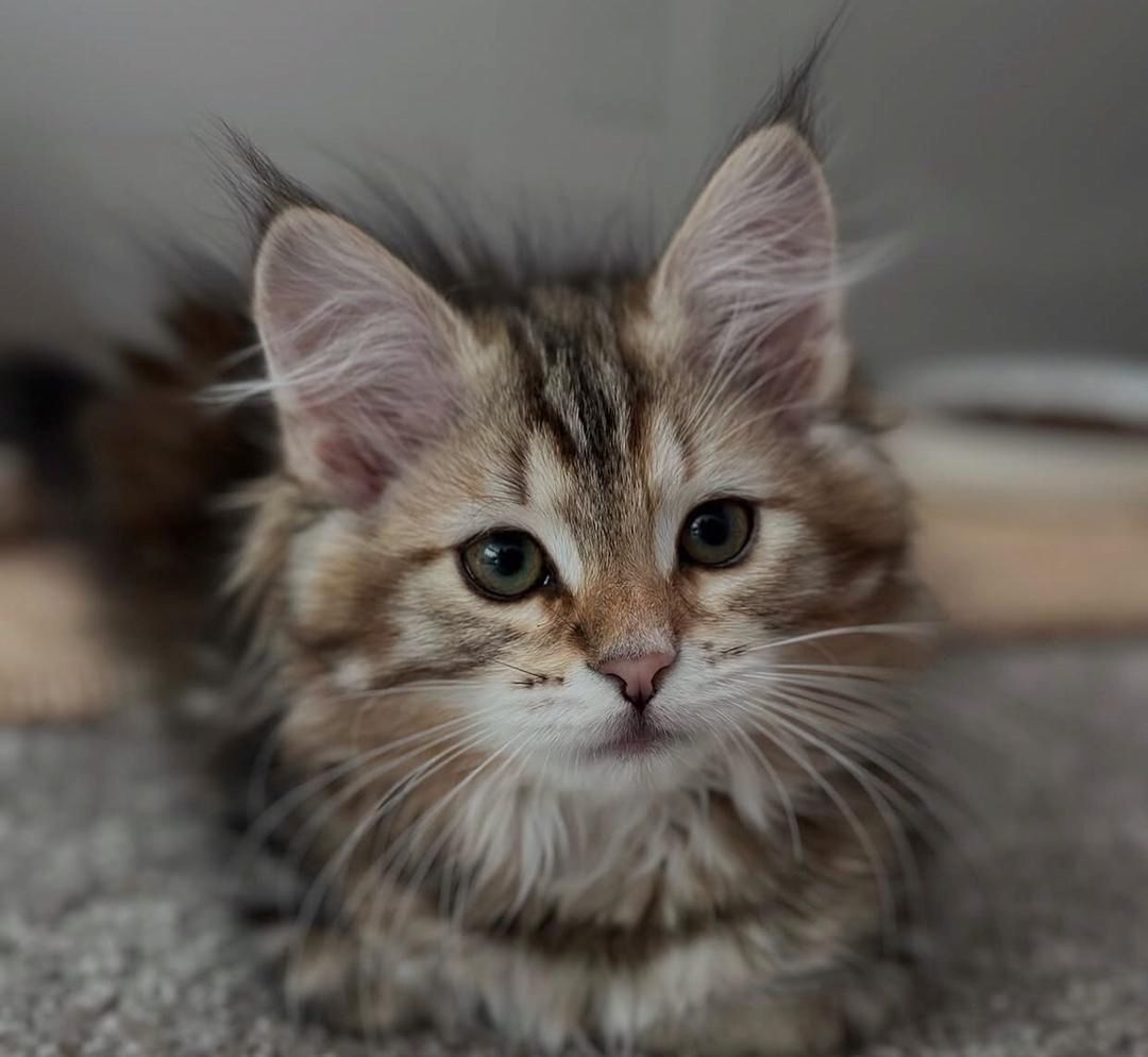 Norwegische Waldkatze (weiblich)