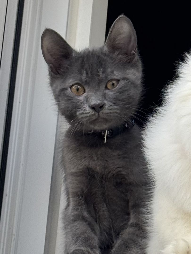 Russisch Blau Kater (geb. Aug. 2025) sucht liebevolles Zuhause