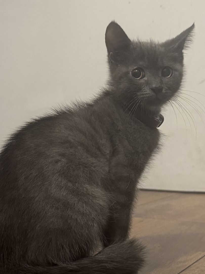 Russisch Blau Kater (geb. Aug. 2025) sucht liebevolles Zuhause