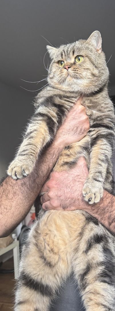 🐾 Britisch Kurzhaar Kater sucht ruhiges, liebevolles Zuhause 🐾