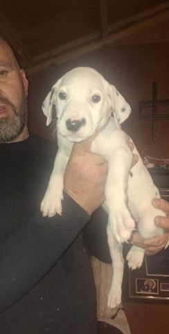 Dalmatinerwelpen suchen ein neues Zuhause.