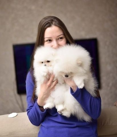 Pomeranian Spitz Welpen