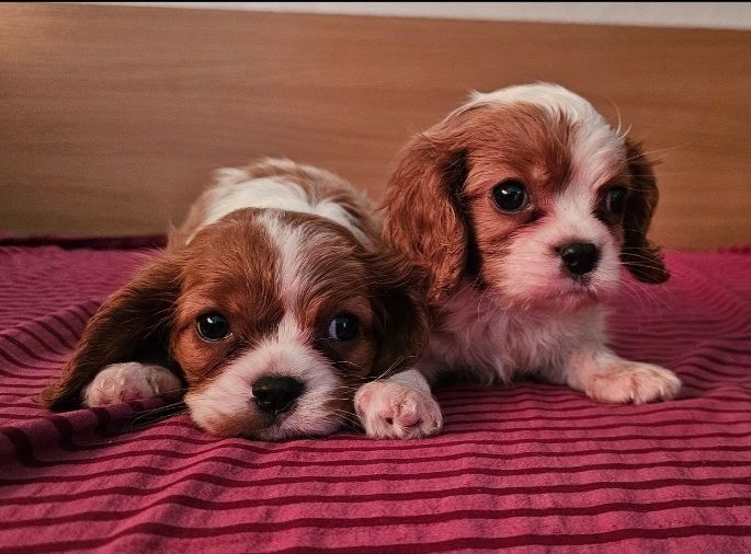 Cavalier King Charles Spaniel Welpen. Rüden und hündinnen