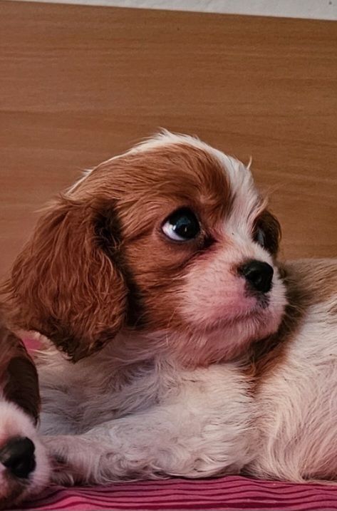 Cavalier King Charles Spaniel Welpen. Rüden und hündinnen