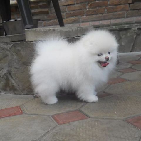 Pomeranian Spitz Welpen