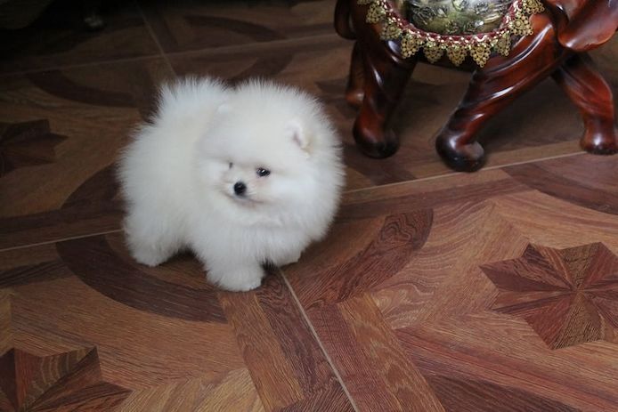 Pomeranian Spitz welpen