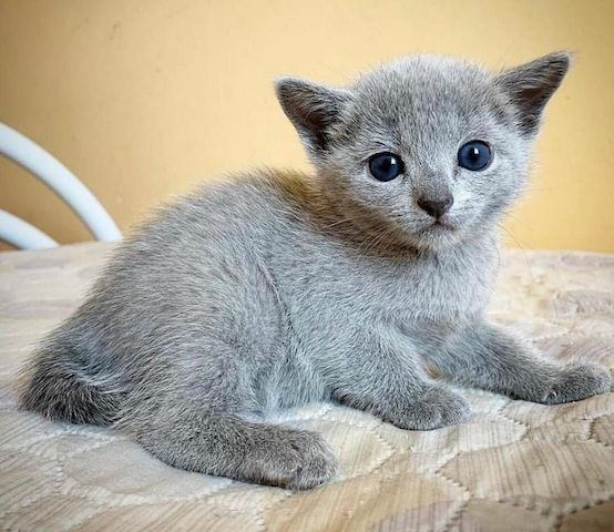 Russisch Blau Kätzchen zu verkaufen ,,,