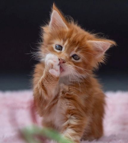 Maine-Coon-Kätzchen,