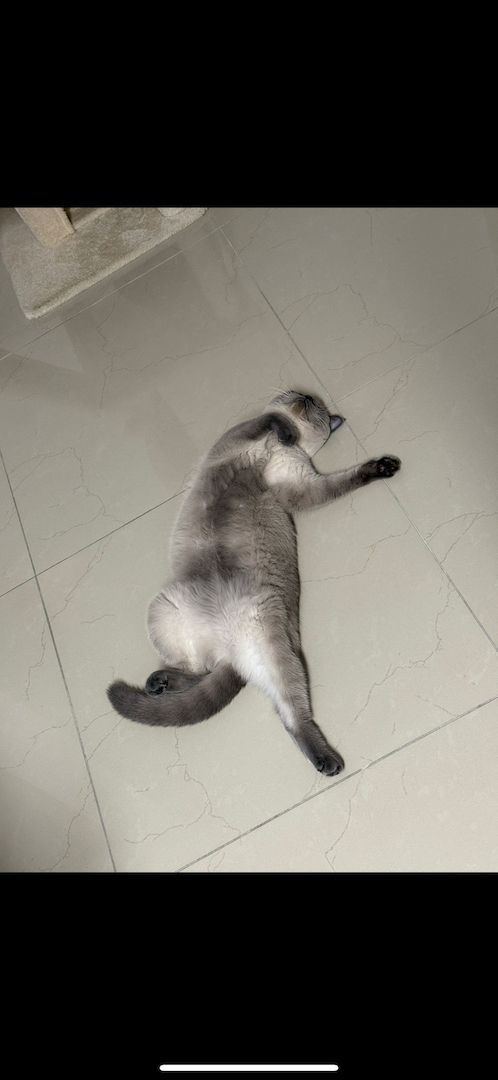 Pamuk unser Goldstück