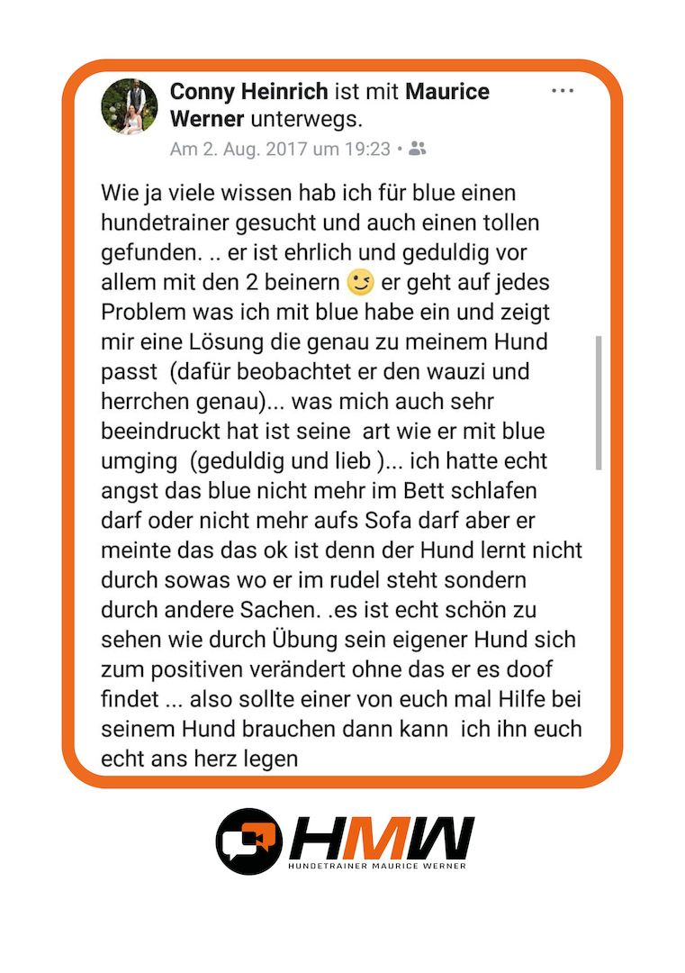 Professionelles Hundetraining – Persönlich oder auch via Video