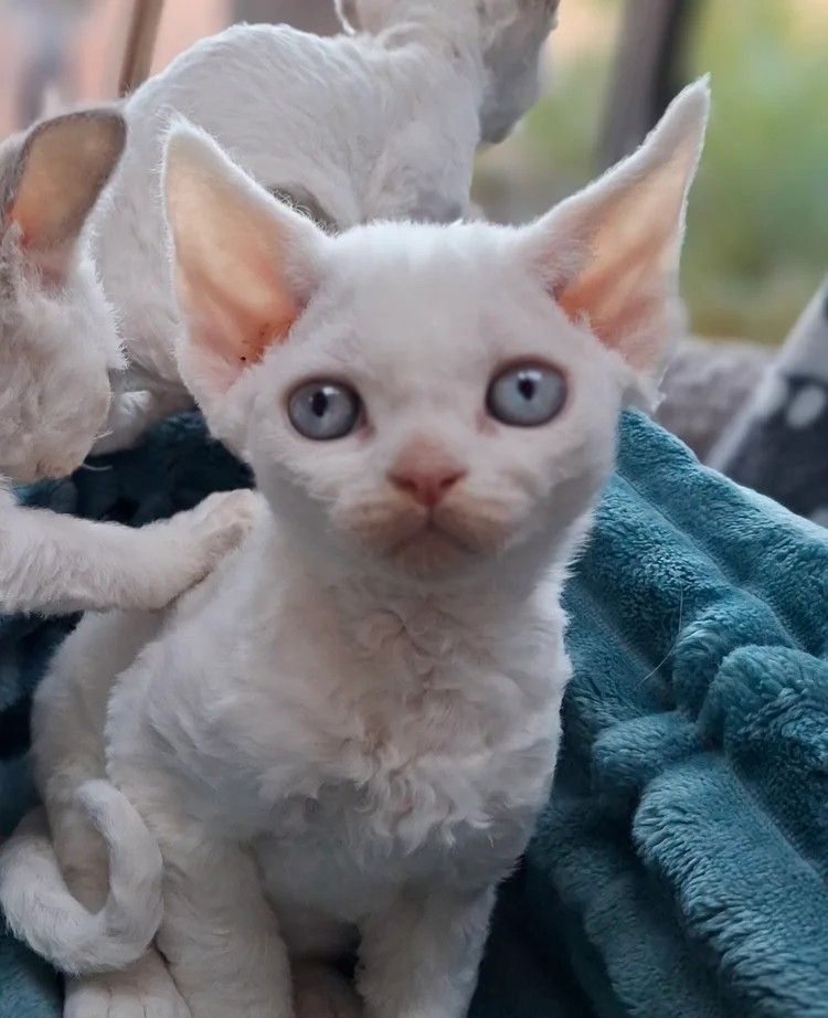 🌸 Devon Rex Kätzchen 🌸