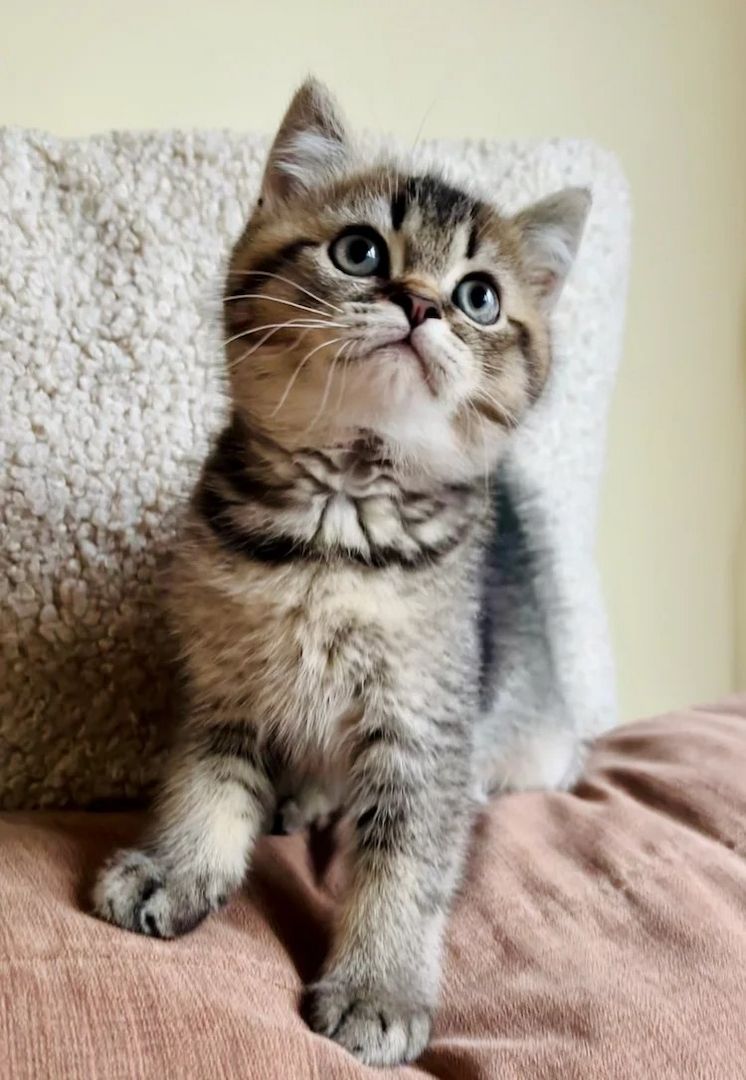 Reinrassige Scottish Fold Kätzchen