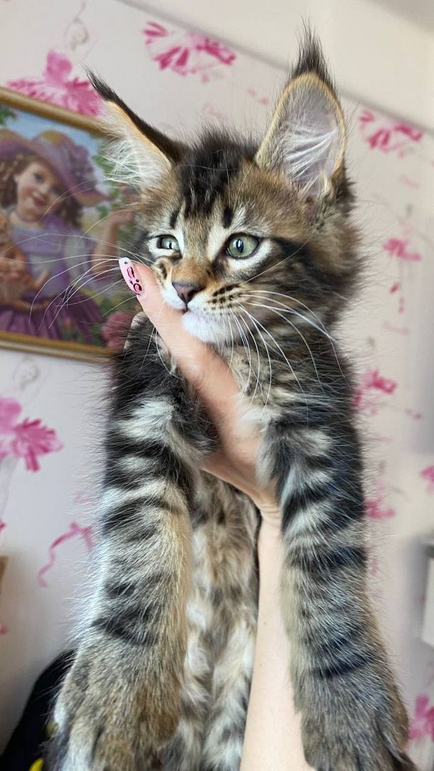 Sibirische Kätzchen suchen ein liebevolles Zuhause 🥰