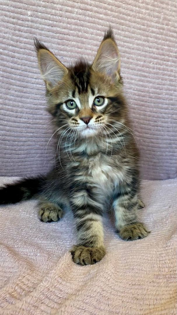 Sibirische Kätzchen suchen ein liebevolles Zuhause 🥰