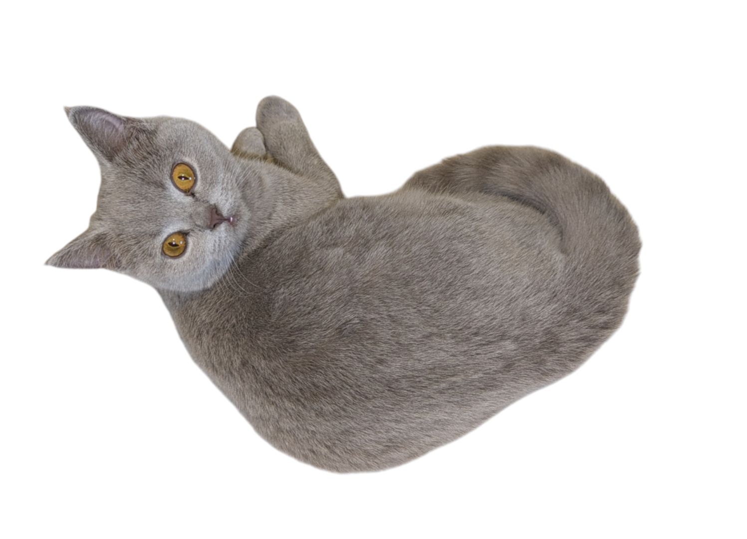 Samira ist ein Schatz!!! Sie, Reinrassige Britisch-Kurzhaar-Dame.