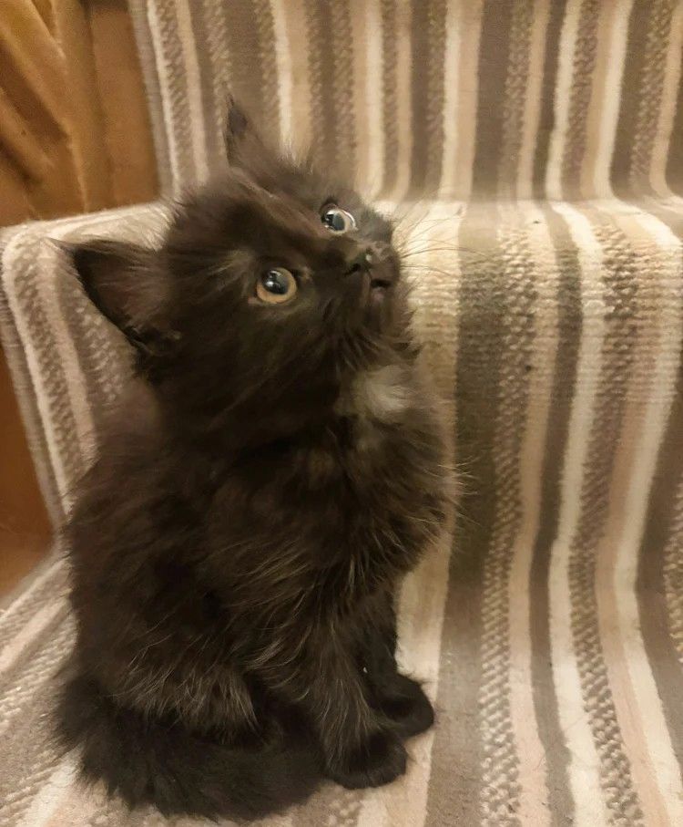 Entzückende norwegische Waldkätzchen