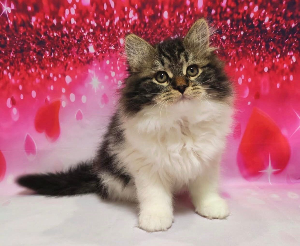 Reinrassige Norwegische Katze (weiblich) abzugeben