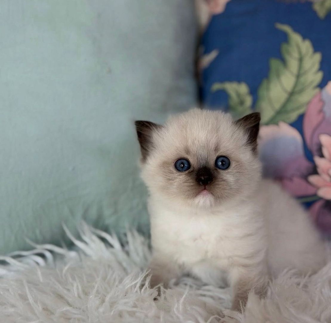 Ragdoll-Kätzchen mit TICA-Registrierung zu verkaufen