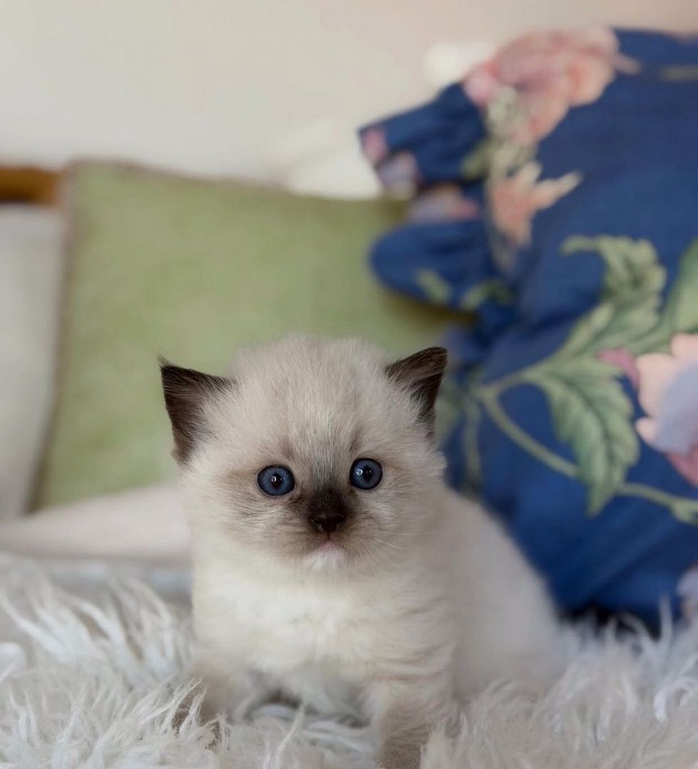 Reinrassige Ragdoll-Kätzchen zu verkaufen