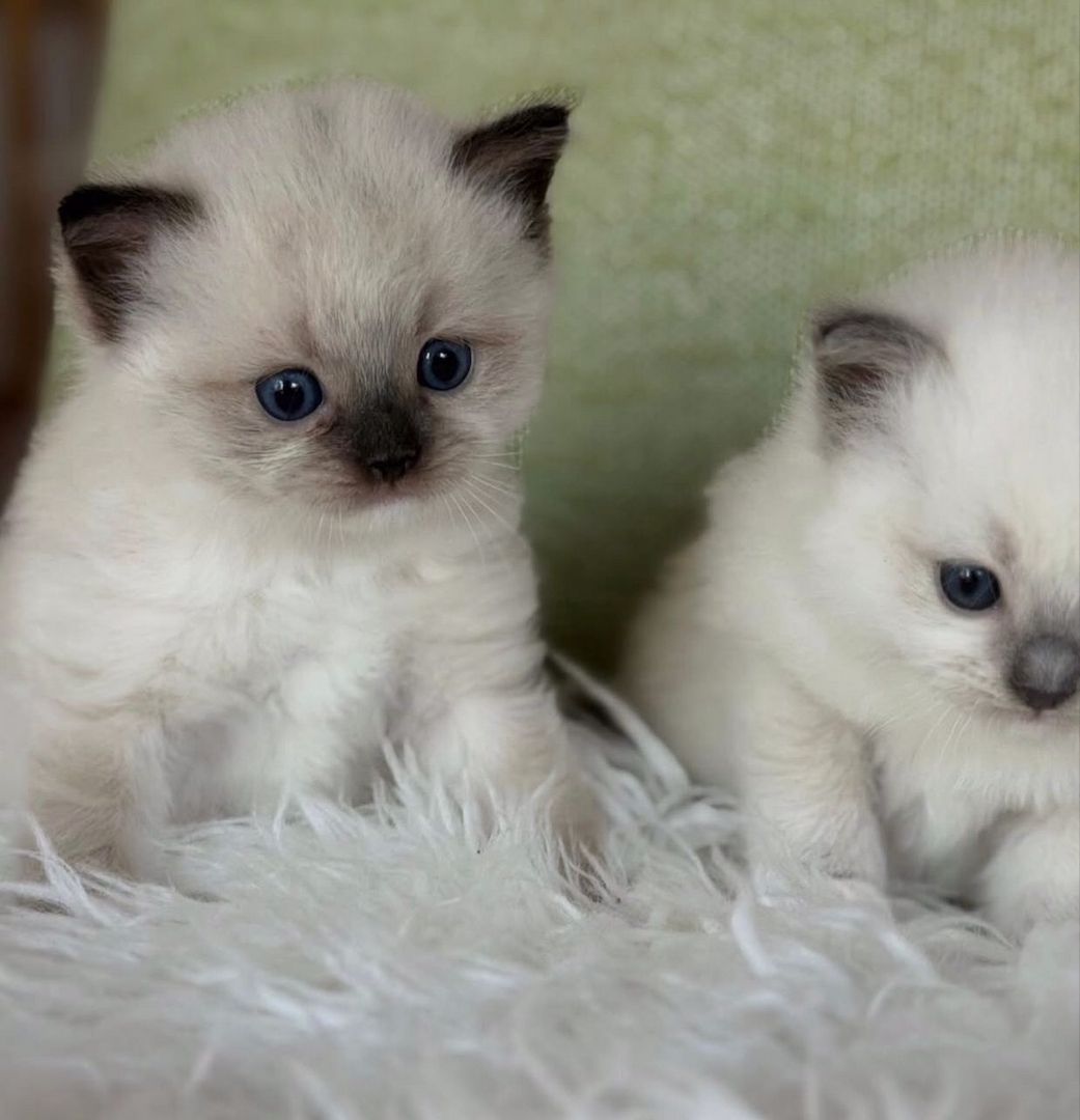 Reinrassige Ragdoll-Kätzchen zu verkaufen
