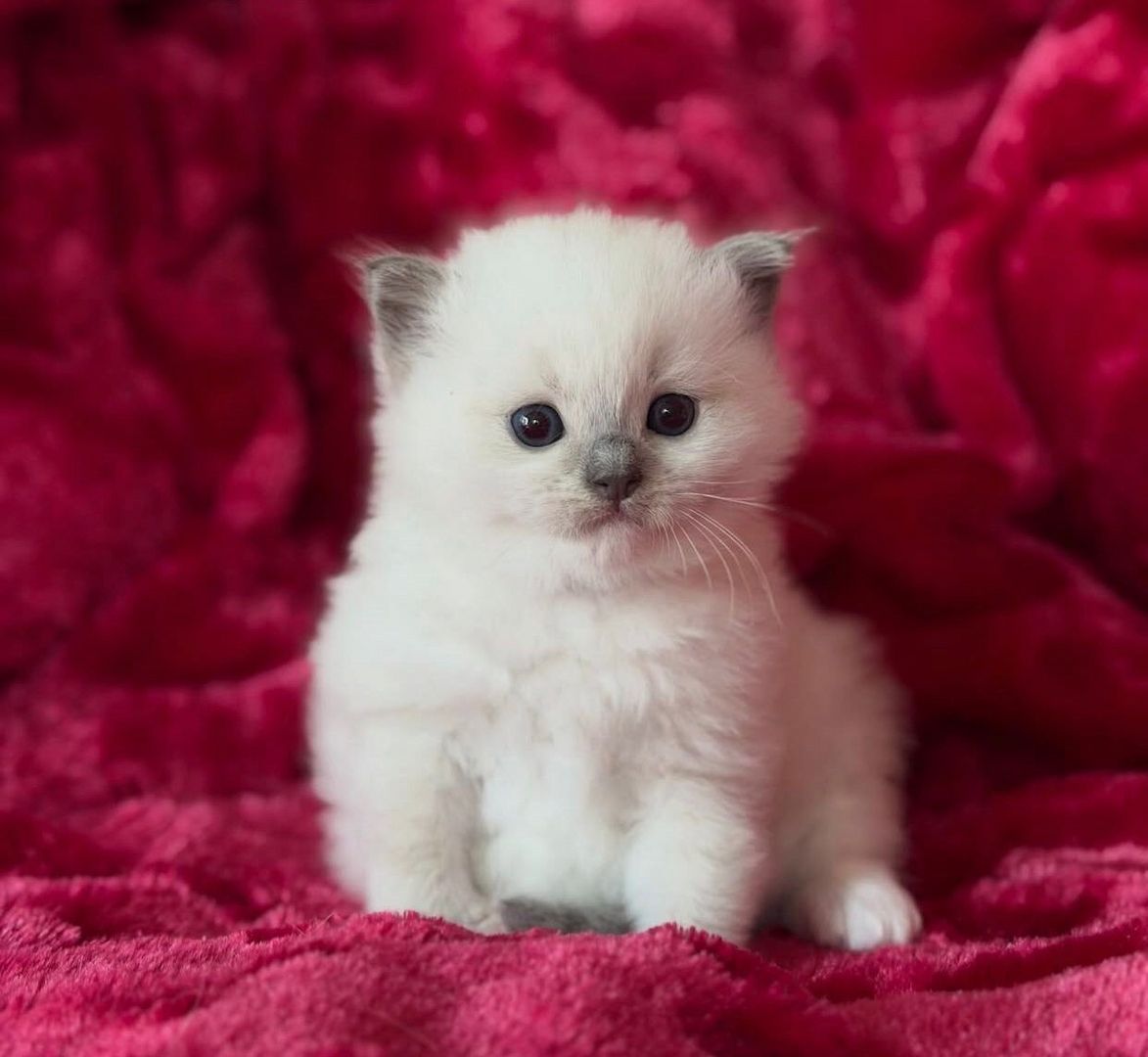 Reinrassige Ragdoll-Kätzchen zu verkaufen