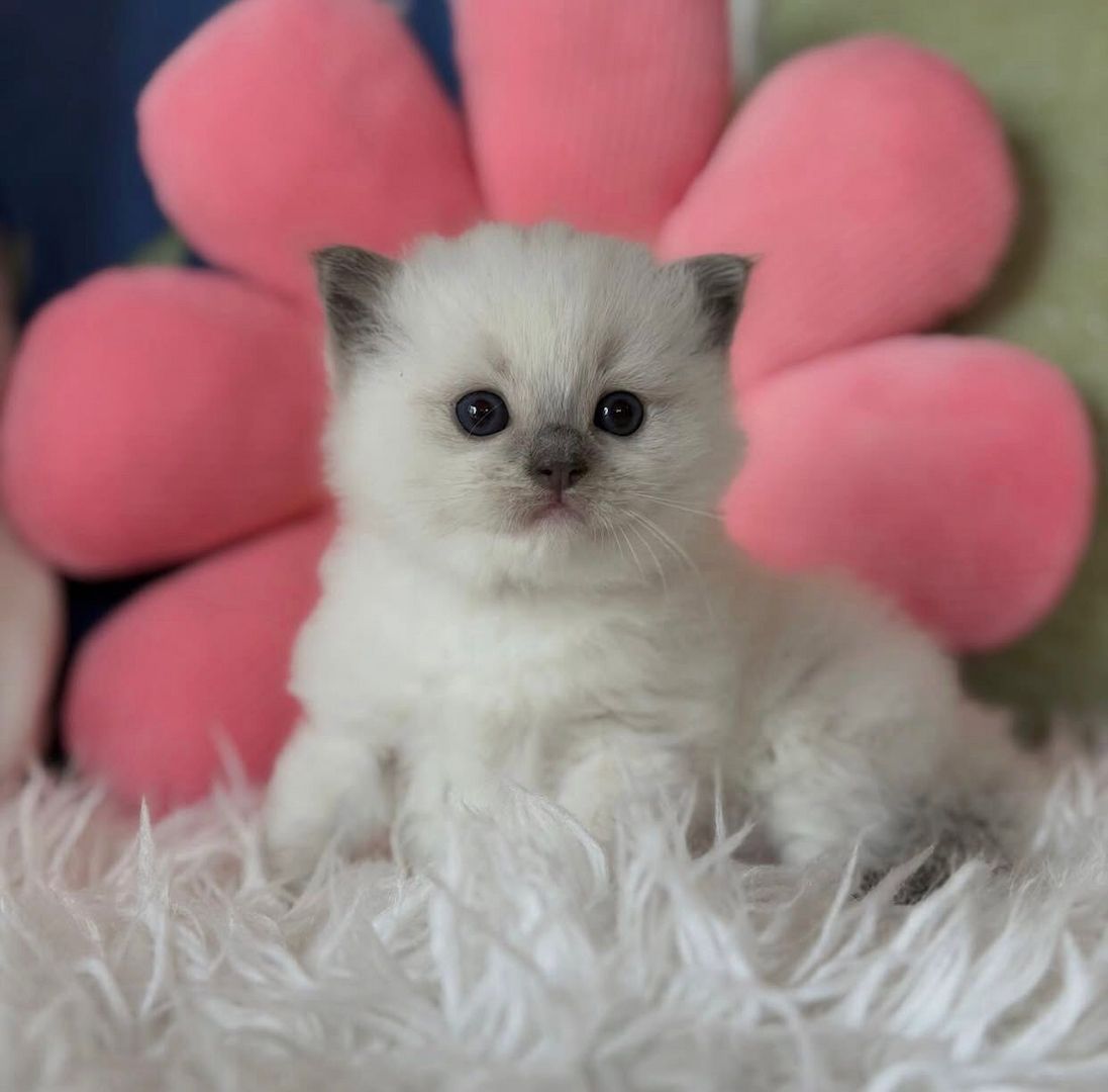 Reinrassige Ragdoll-Kätzchen zu verkaufen