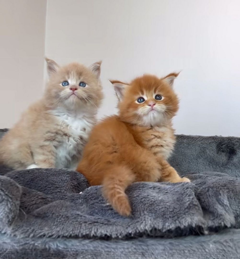 Drei Maine-Coon-Kater suchen ein liebevolles Zuhause