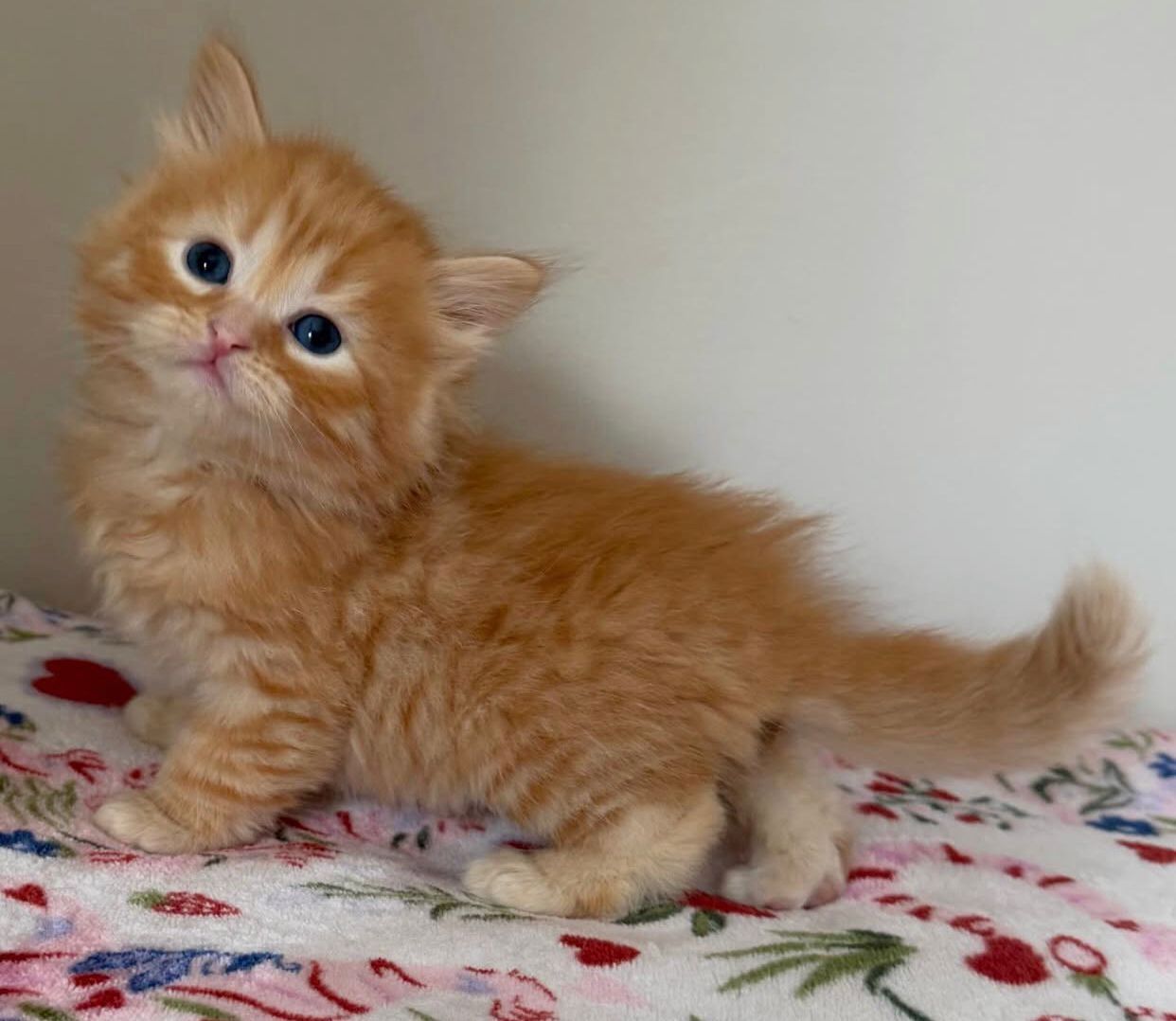 Drei Maine-Coon-Kater suchen ein liebevolles Zuhause