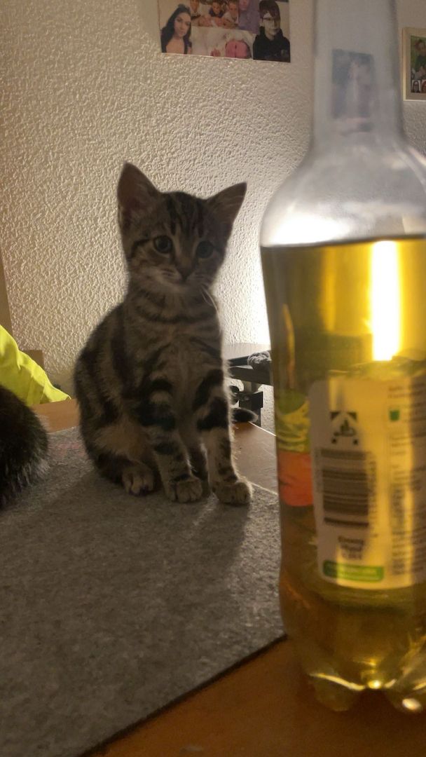 2 liebevolle Katzen abzugeben