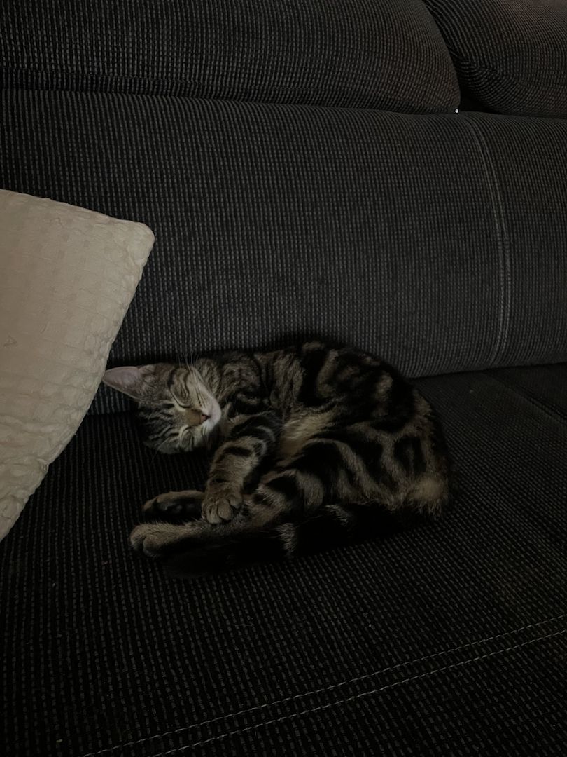 2 liebevolle Katzen abzugeben